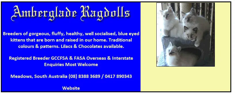 Amberglade Ragdolls