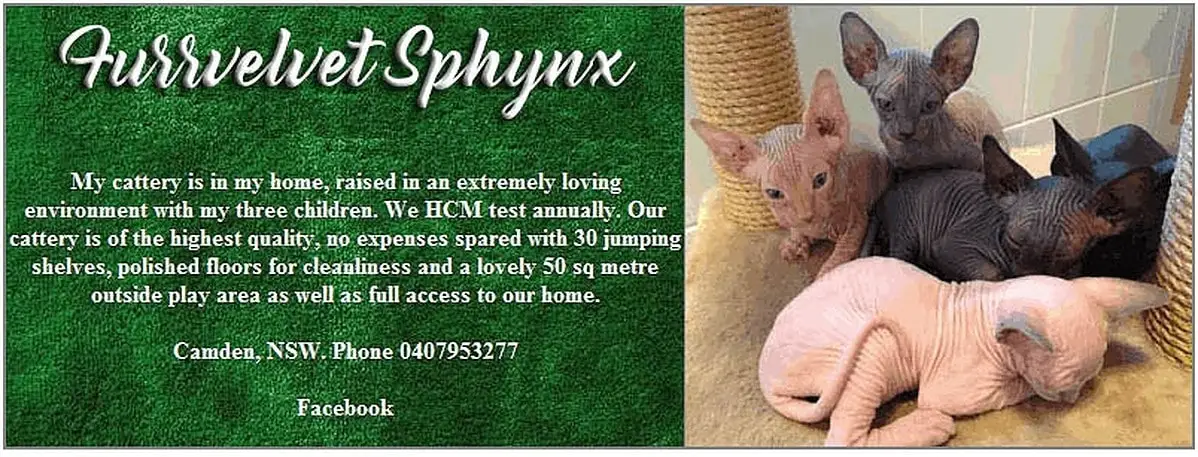Furrvelvet Sphynx