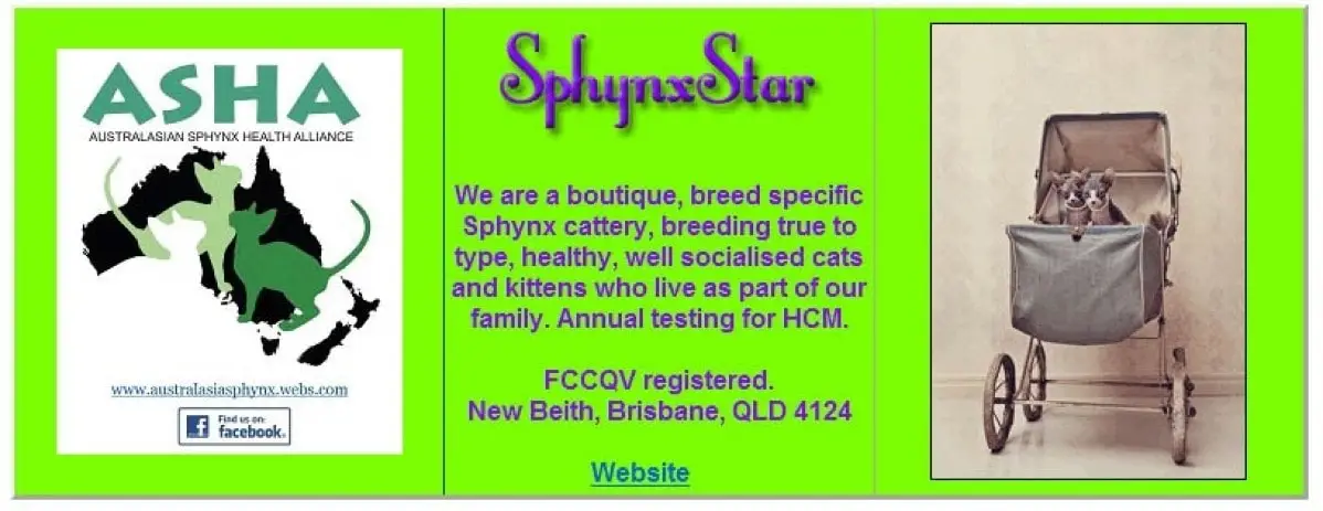 Sphynx Star Cattery