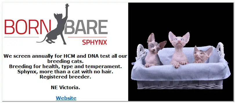 Bornbare Sphynx