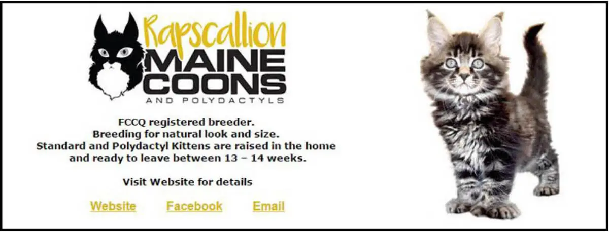 Rapscallion Maine Coons