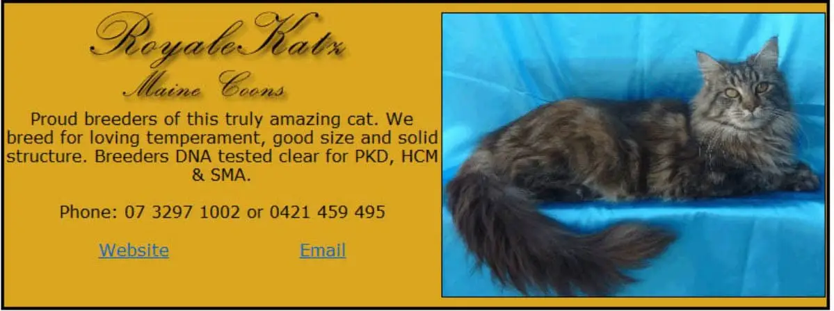 Royale Katz Maine Coons