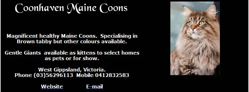 Coonhaven Maine Coons