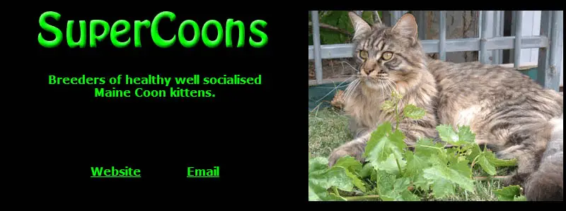 Supercoons Maine Coons