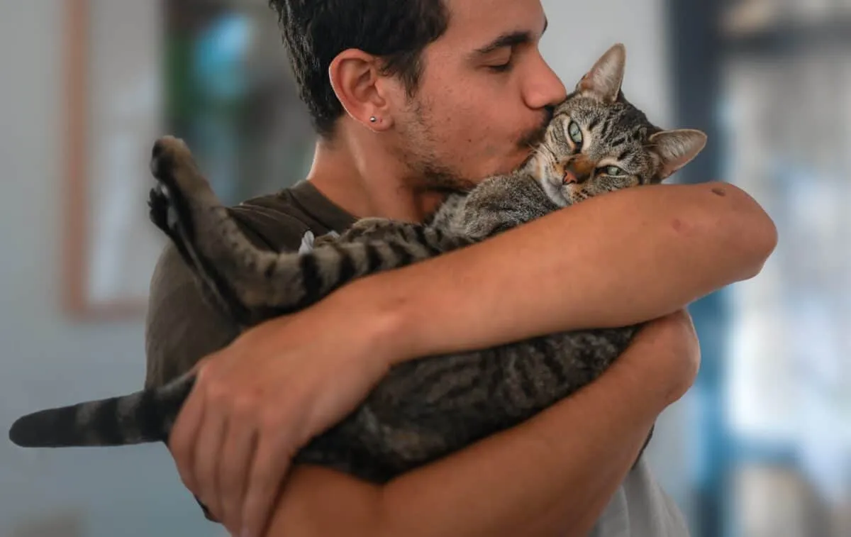 katt som vaggas' title=