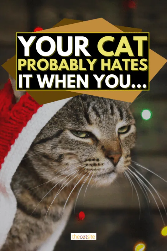 7 saker du gör som din katt förmodligen hatar' title=