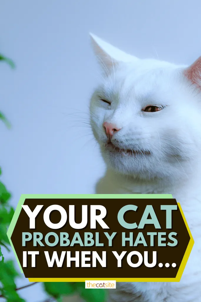 Din katt hatar förmodligen det när du...' <='' div='' title=