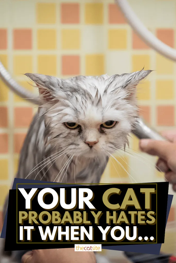 Din katt hatar förmodligen det när du...' <='' div='' title=