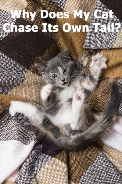 Waarom achtervolgt mijn kat zijn eigen staart?' title=