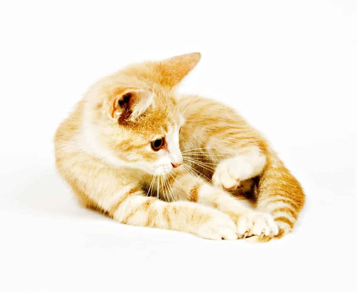 Waarom achtervolgt mijn kat zijn eigen staart?' title=