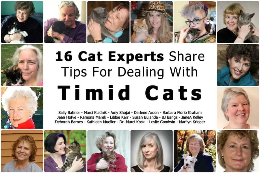 16 grandes expertos en gatos comparten consejos para lidiar con gatos tímidos