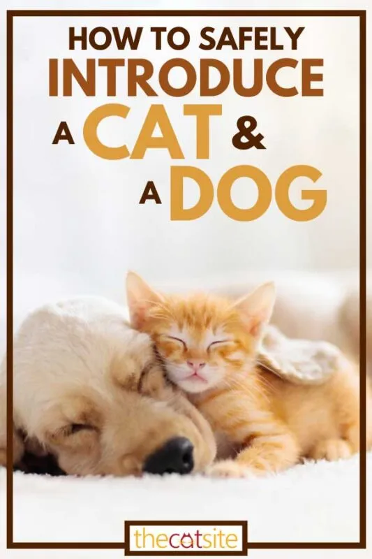 Hvordan introdusere en katt og en hund på en trygg måte