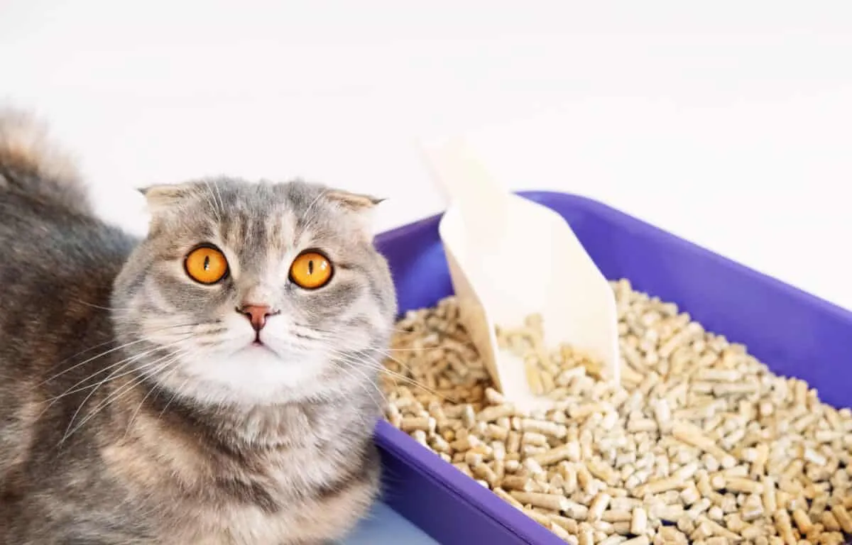 Kako riješiti probleme s kutijama za otpatke kod mačaka [Najbolji vodič]' title=