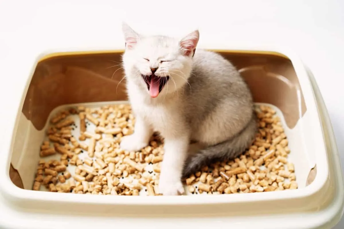 Kako riješiti probleme s kutijama za otpatke kod mačaka [Najbolji vodič]