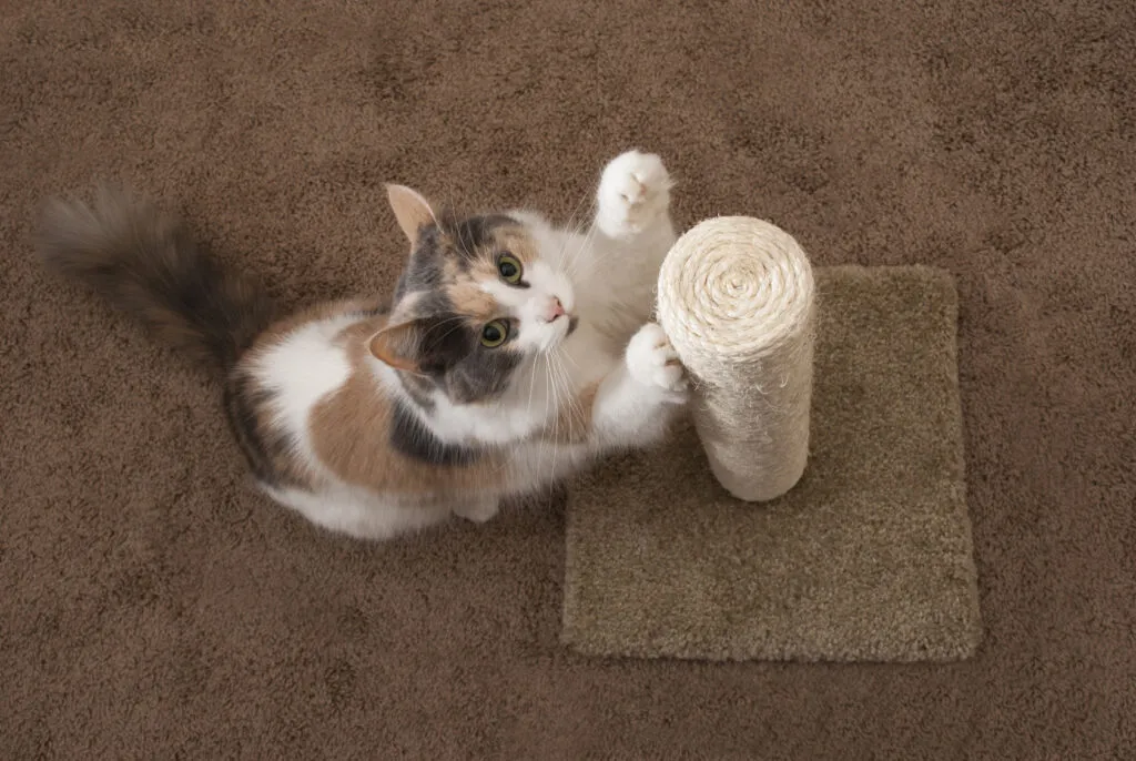 So verhindern Sie, dass Ihre Katze die Möbel zerkratzt