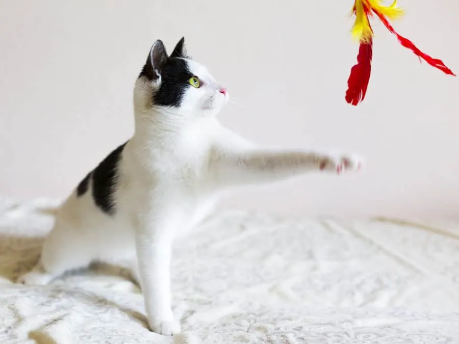 7 maneiras comprovadas de deixar seu gato mais ativo' title=