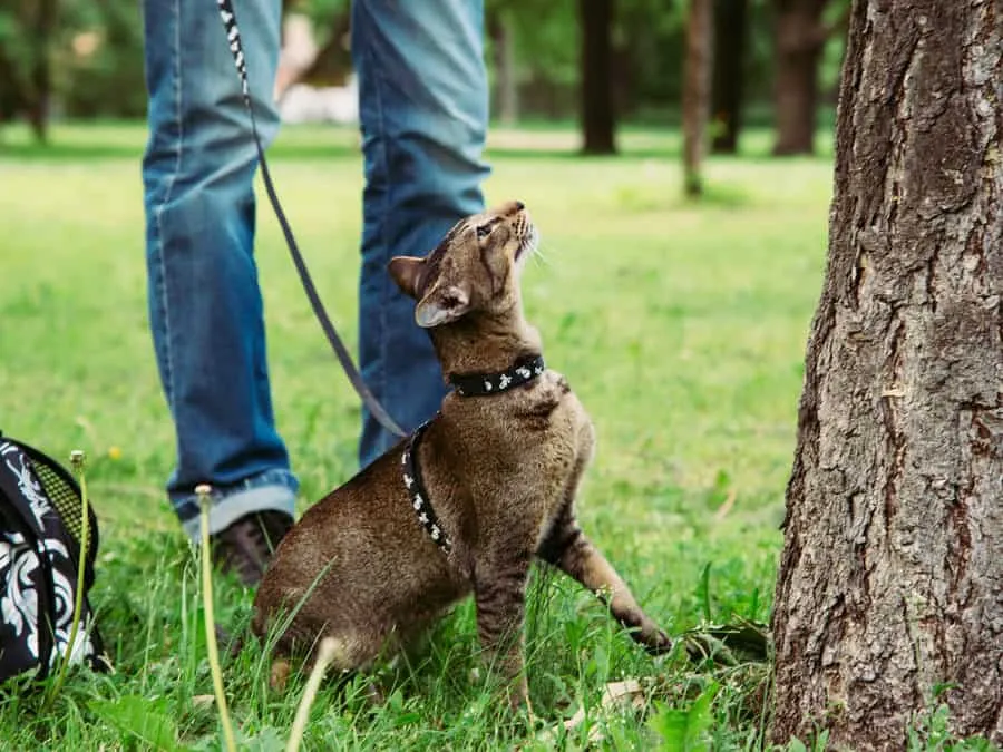 7 maneiras comprovadas de deixar seu gato mais ativo' title=