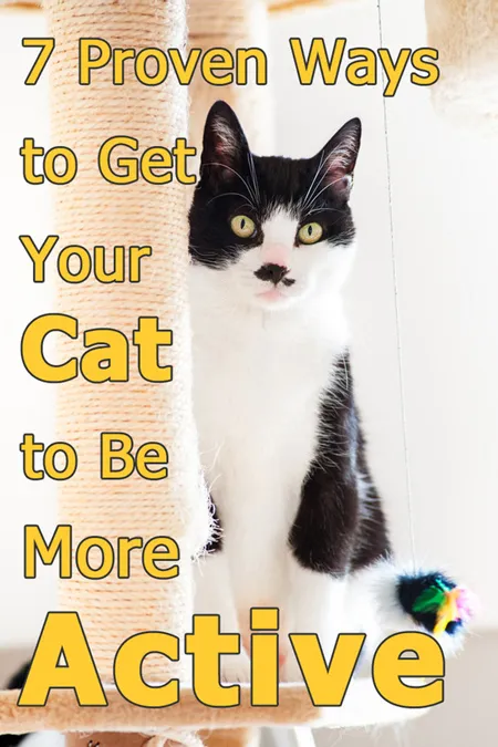 7 Beproefde manieren om uw kat actiever te maken