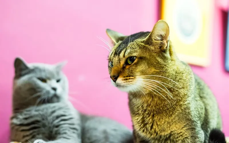 Pisicile devin geloase? (Și ce să facă atunci când o fac)' title=