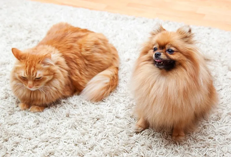 Pisicile devin geloase? (Și ce să facă atunci când o fac)' title=