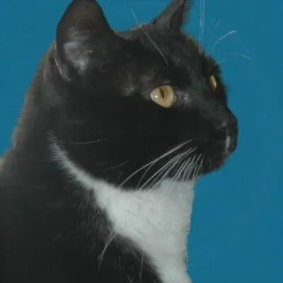 16 En İyi Kedi Uzmanı, Ürkek Kedilerle Başa Çıkmak İçin İpuçları Paylaşıyor' title=