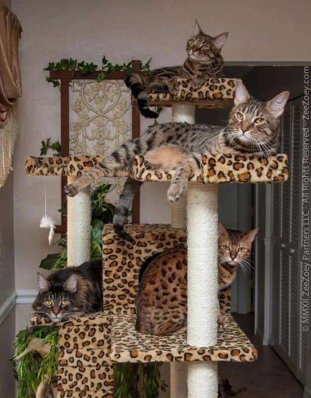 16 En İyi Kedi Uzmanı, Ürkek Kedilerle Başa Çıkmak İçin İpuçları Paylaşıyor' title=