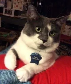 16 En İyi Kedi Uzmanı, Ürkek Kedilerle Başa Çıkmak İçin İpuçları Paylaşıyor' title=