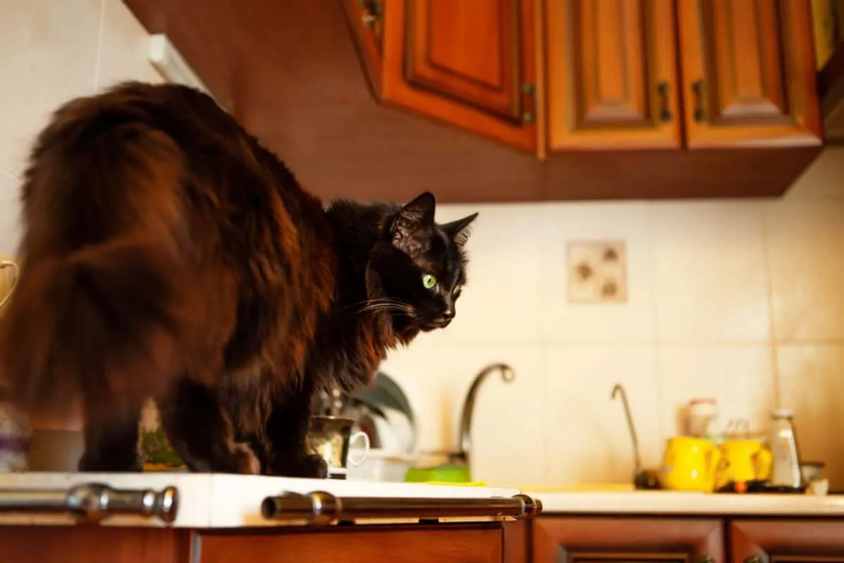 猫をカウンターやテーブルから遠ざける方法