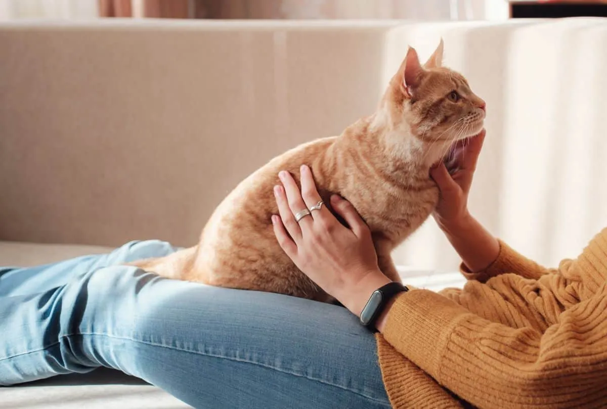 I 9 principali problemi comportamentali dei gatti [e come affrontarli]' title=