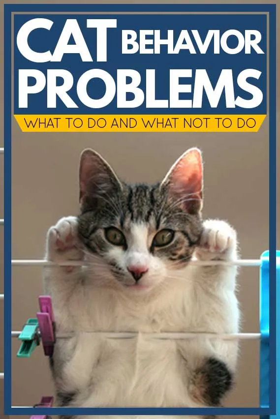 Problemi comportamentali del gatto [Cosa fare e cosa non fare]' title=