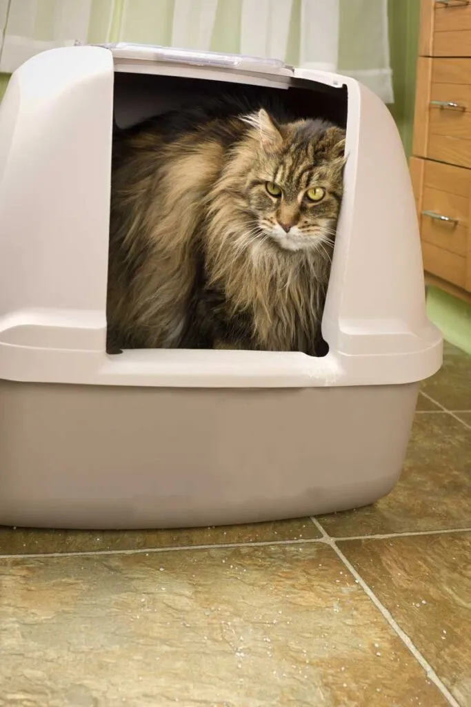 Top 9 problemen met kattengedrag [en hoe ermee om te gaan]