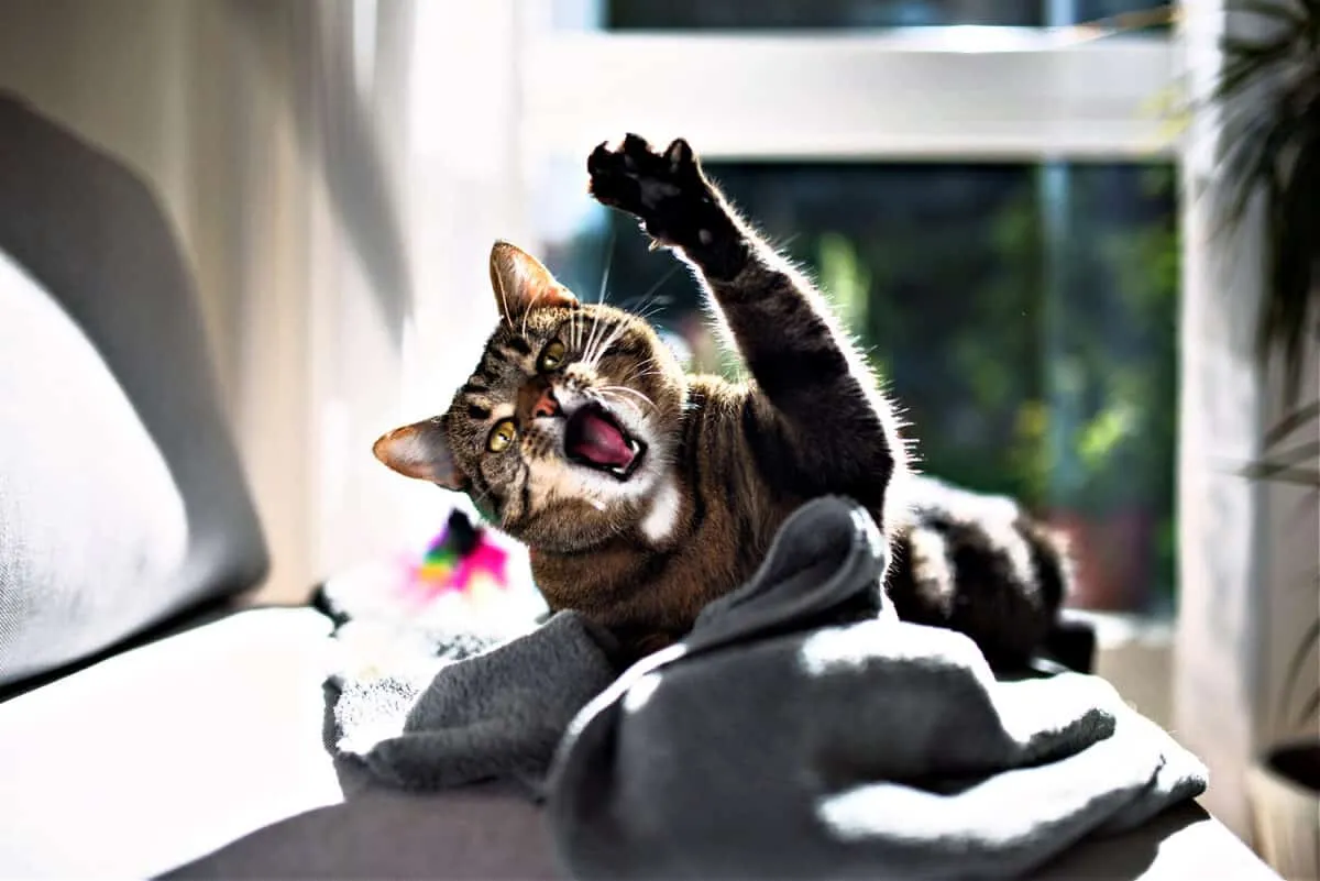 Agressivitat redirigida en gats [Insight and Solutions]' title=