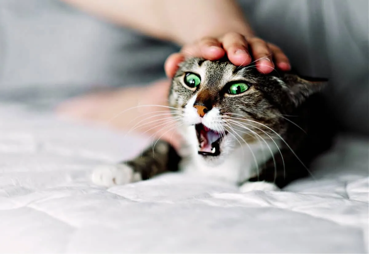 Agressivitat redirigida en gats [Insight and Solutions]