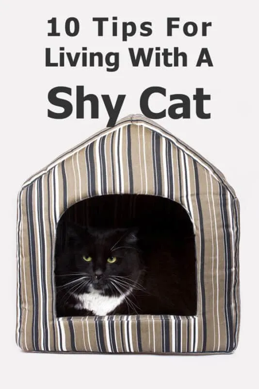 10 consigli indispensabili per vivere felicemente con un gatto timido