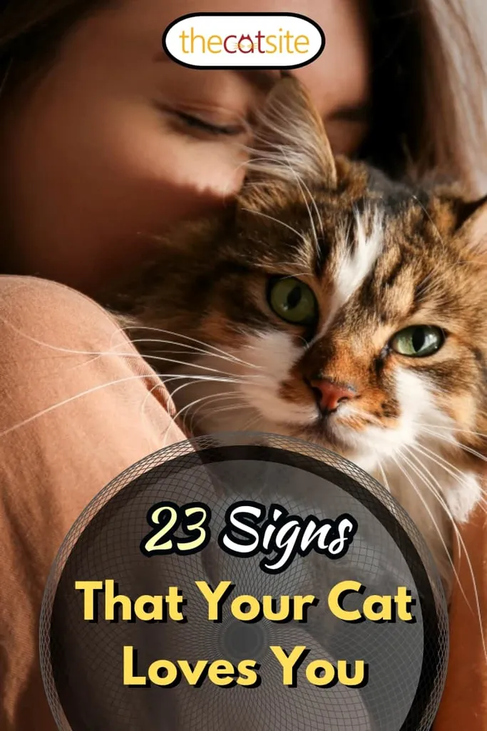 Portrait de jeune femme tenant un joli chat sibérien aux yeux verts. Femme embrassant son mignon chaton aux cheveux longs. Espace de copie d'arrière-plan en gros plan. Adorable concept d'animal domestique.' title=