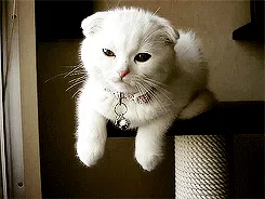 chat plissant les yeux pour montrer son amour' title=