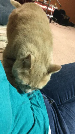 Chat pétrissant' title=