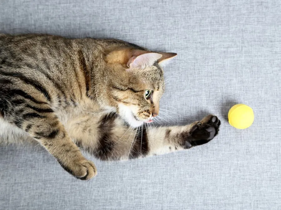 7 velprøvde måter å få katten din til å være mer aktiv' title=