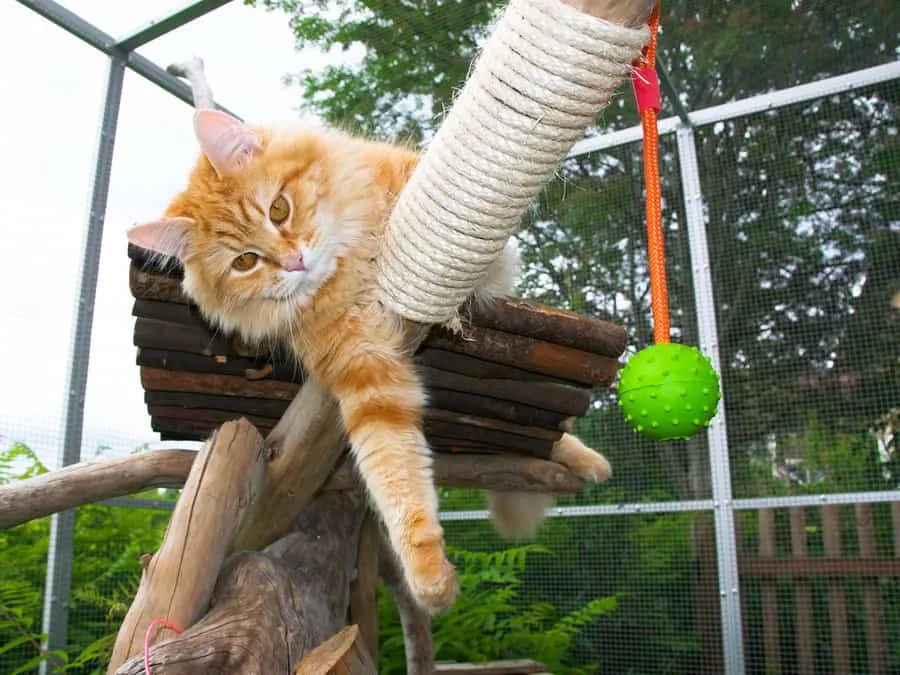 7 velprøvde måter å få katten din til å være mer aktiv' title=