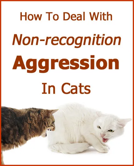 Hogyan kezeljük a macskák felismerés nélküli agresszióját' title=