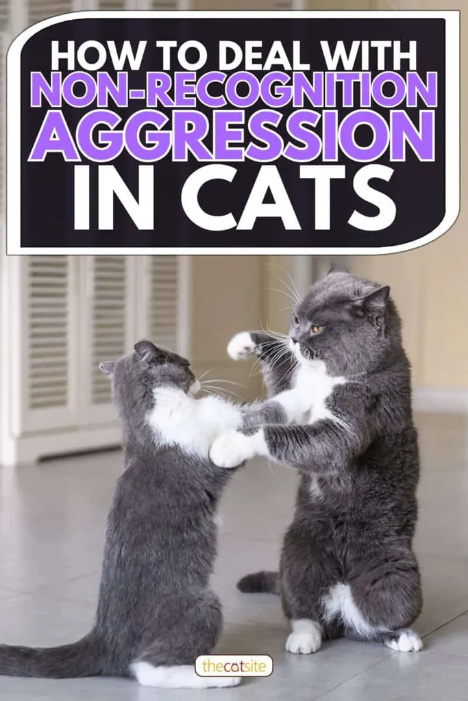 Két rövidszőrű brit macska harcban Hogyan kezeljük a macskák felismerés nélküli agresszióját' title=