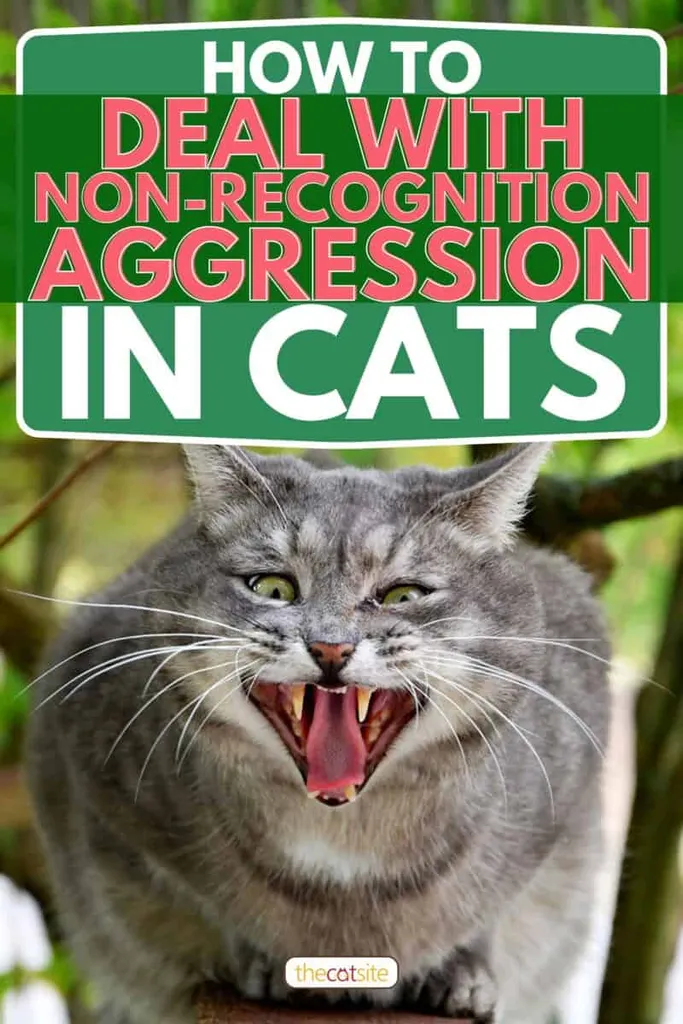 Dühös macska tátott szájjal a szabadban a fán ülve Hogyan kezeljük a macskák felismerés nélküli agresszióját' title=