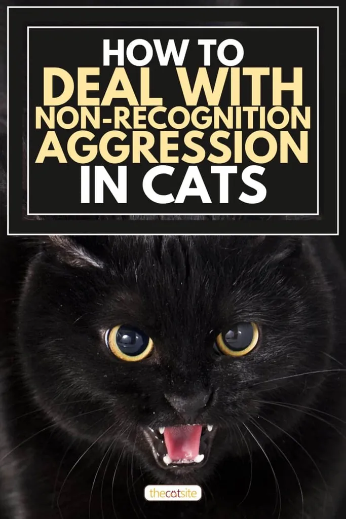 Hogyan kezeljük a macskák felismerés nélküli agresszióját' title=