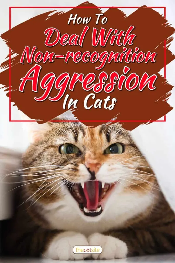 Hogyan kezeljük a macskák felismerés nélküli agresszióját
