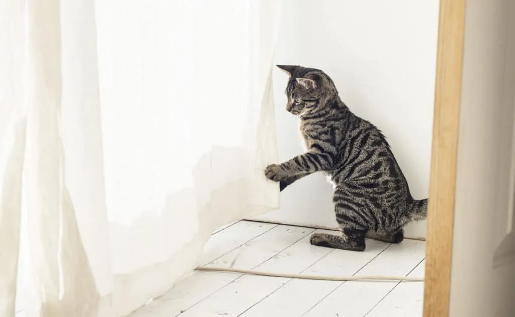 Agerar katt konstigt? Här är vad det kan betyda' title=