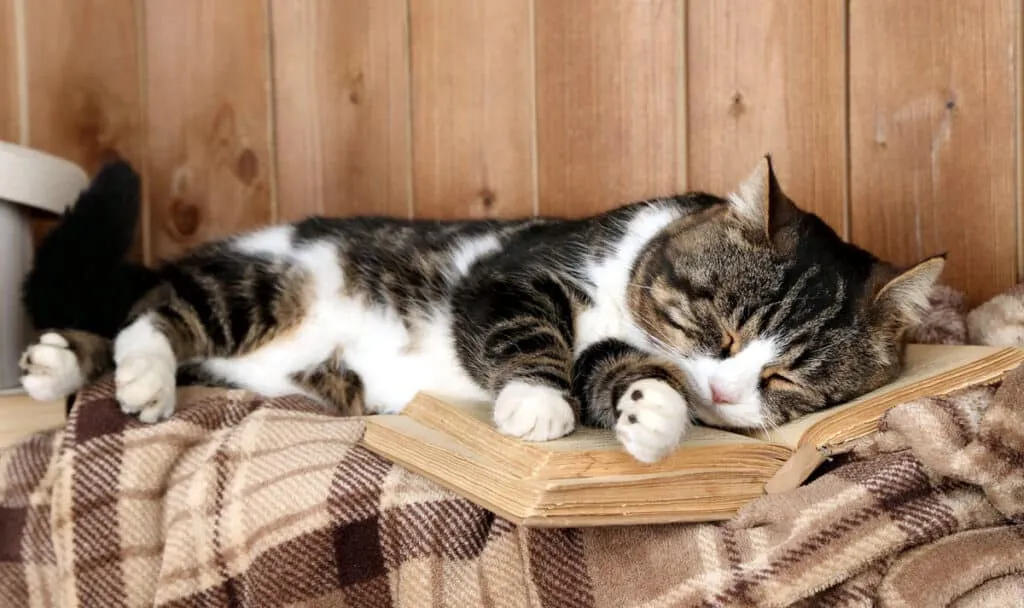 Agerar katt konstigt? Här är vad det kan betyda' title=