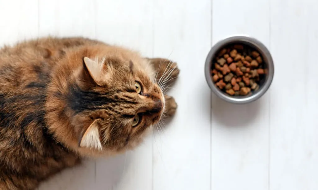 Agerar katt konstigt? Här är vad det kan betyda' title=