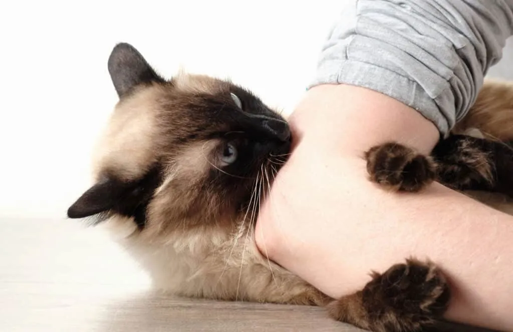 Agerar katt konstigt? Här är vad det kan betyda' title=