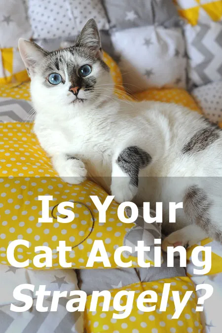 Agerar katt konstigt? Här är vad det kan betyda