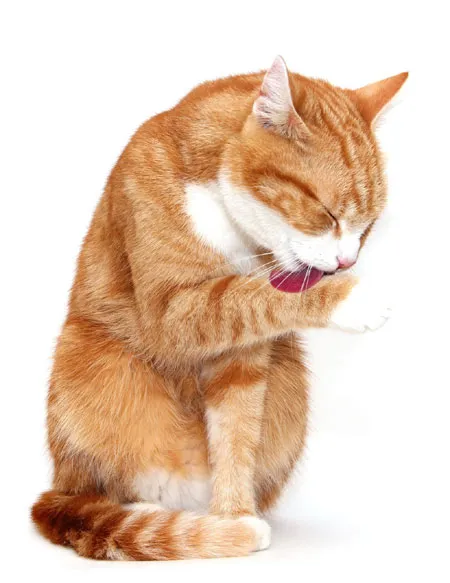 Le chat se toilette lui-même - mais pourquoi les chats se toilettent-ils entre eux ?' title=